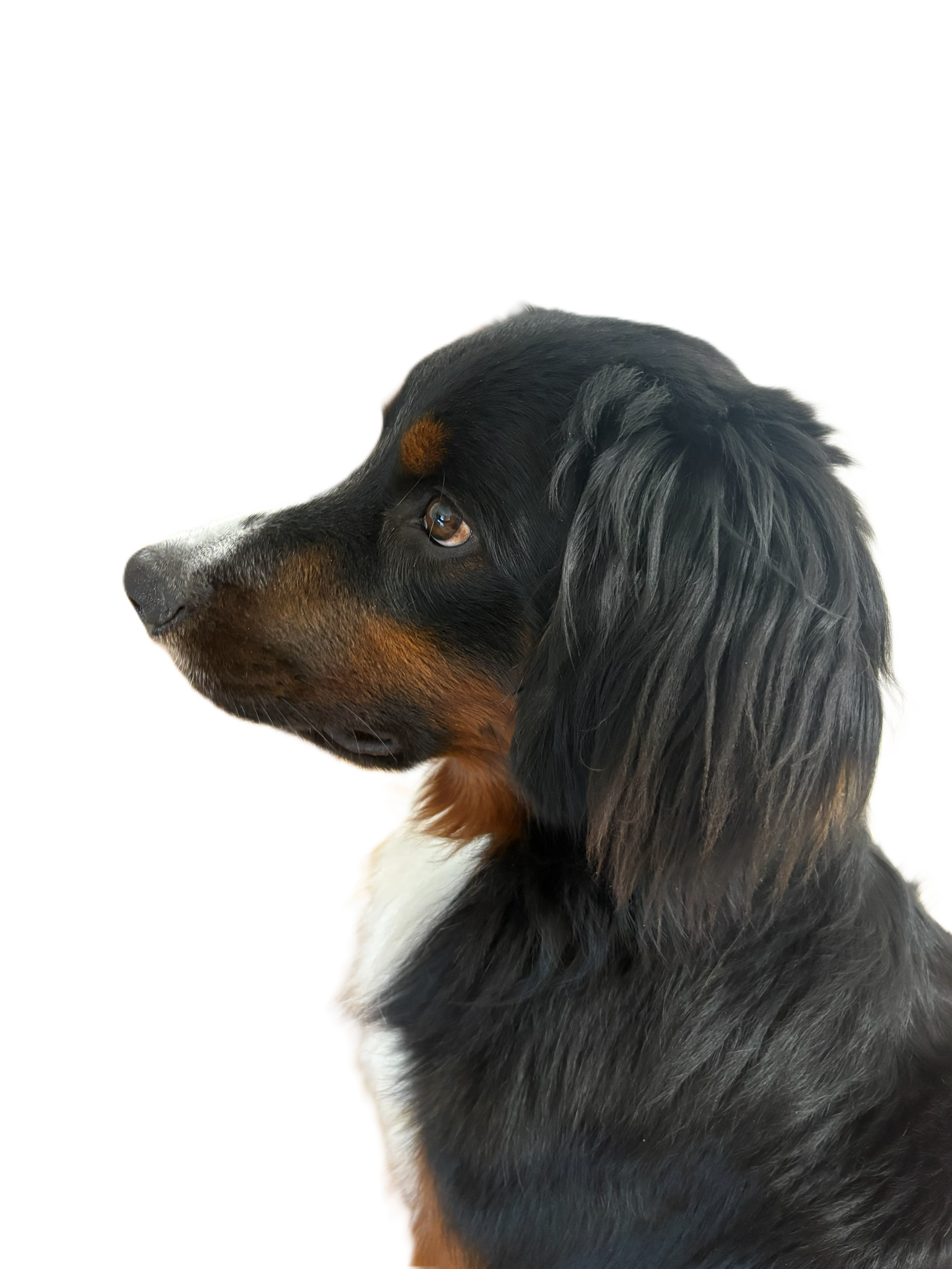 看板犬ぐり丸1