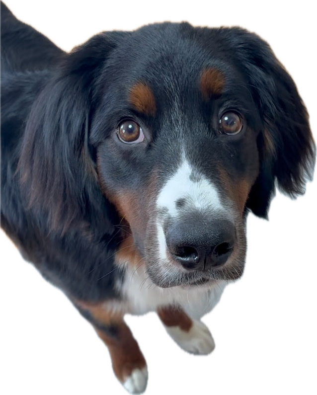 看板犬ぐり丸2
