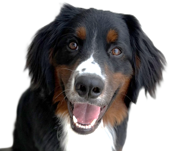 看板犬ぐり丸3