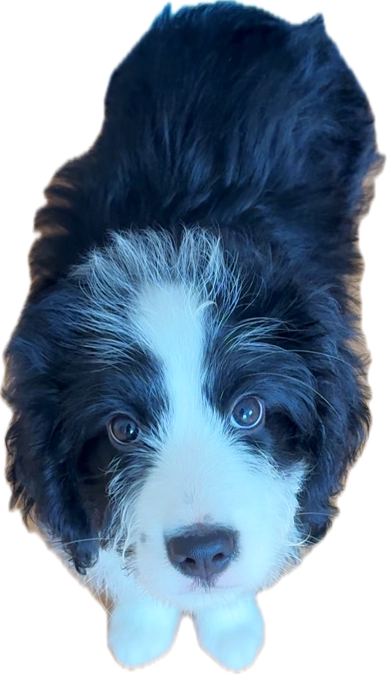妹犬なーな1