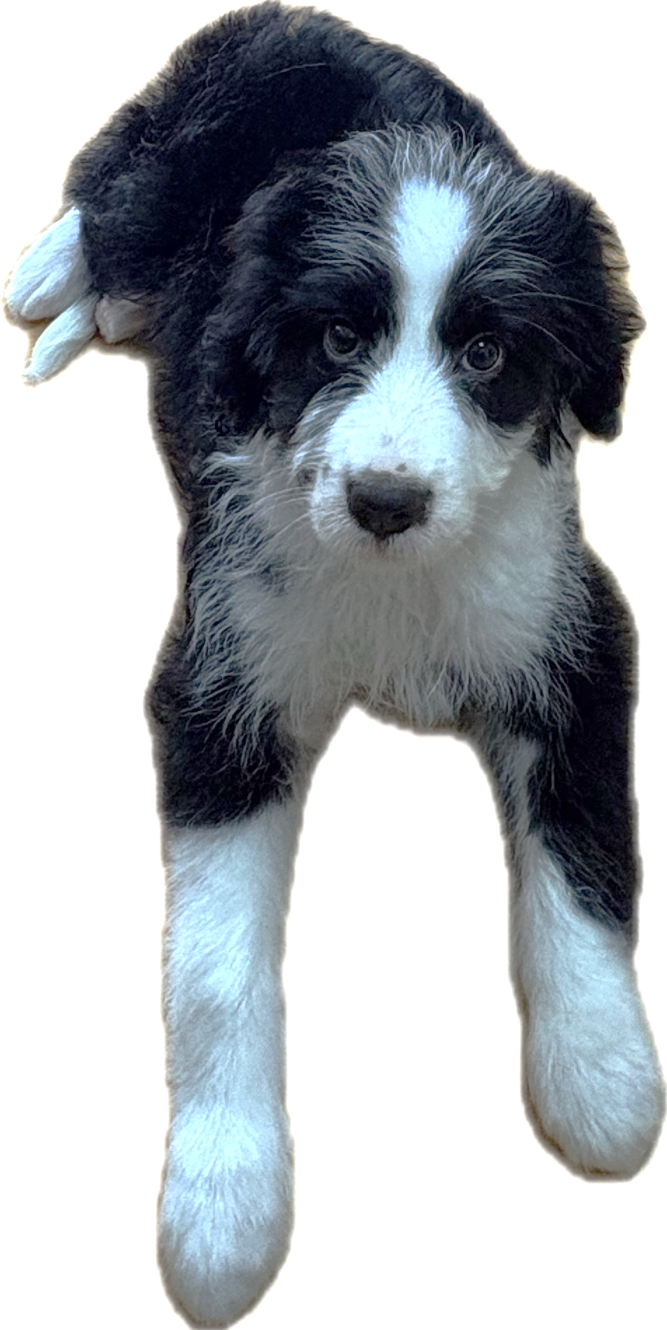 妹犬なーな2
