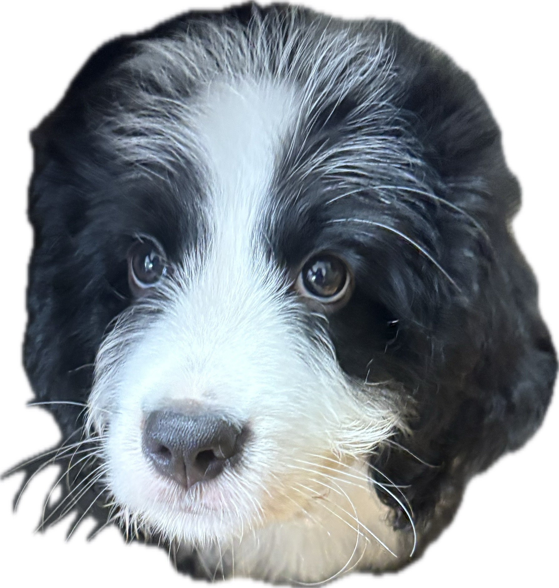 妹犬なーな3